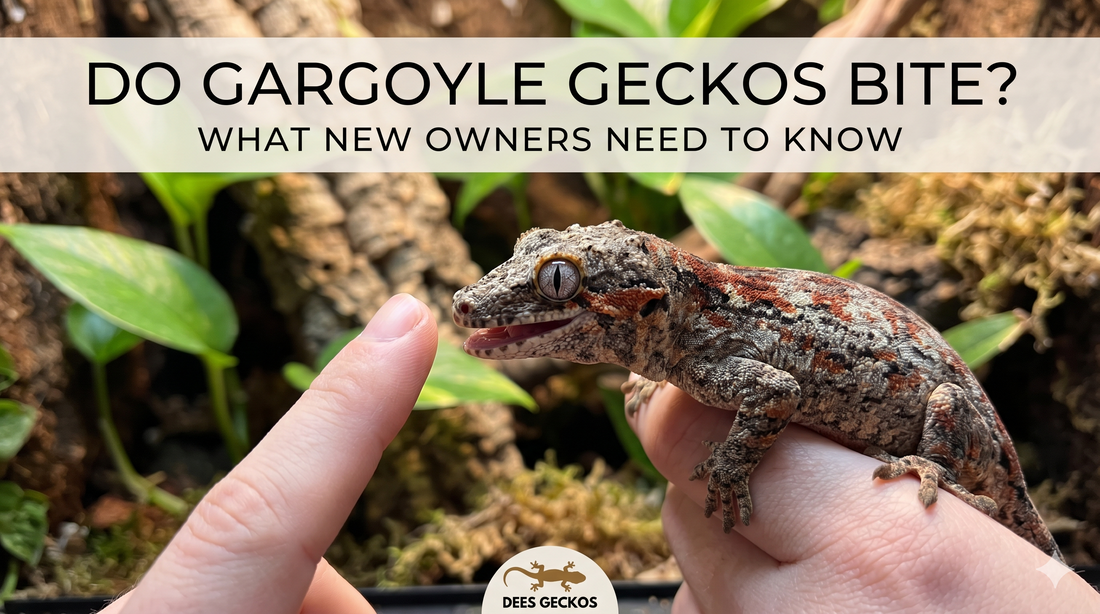 Do Gargoyle Geckos Bite? What New Owners Need to Know