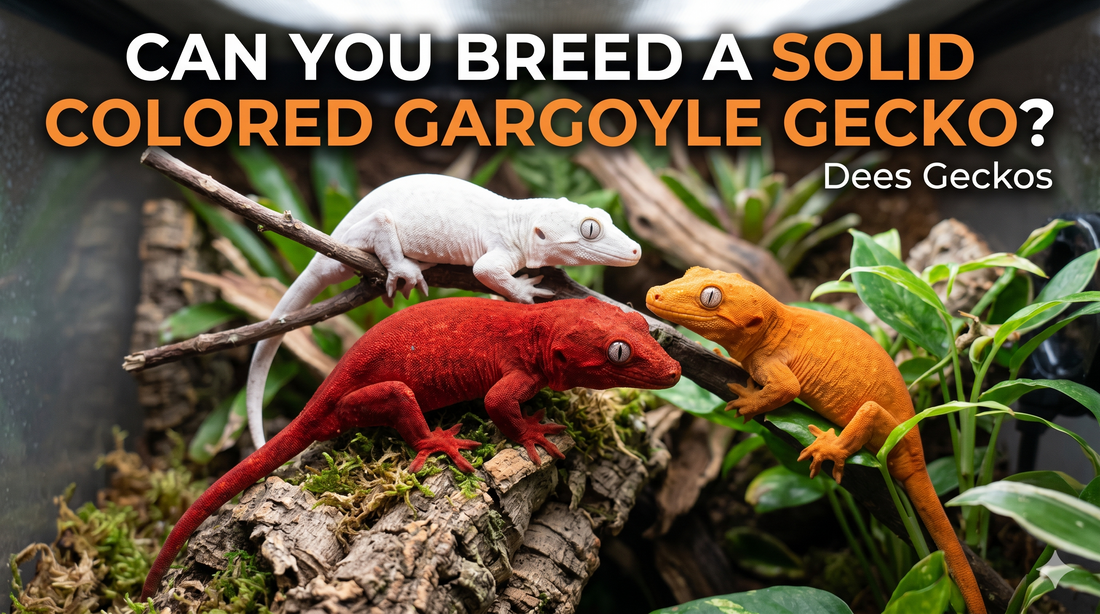 Can You Breed a Solid Colored Gargoyle Gecko?