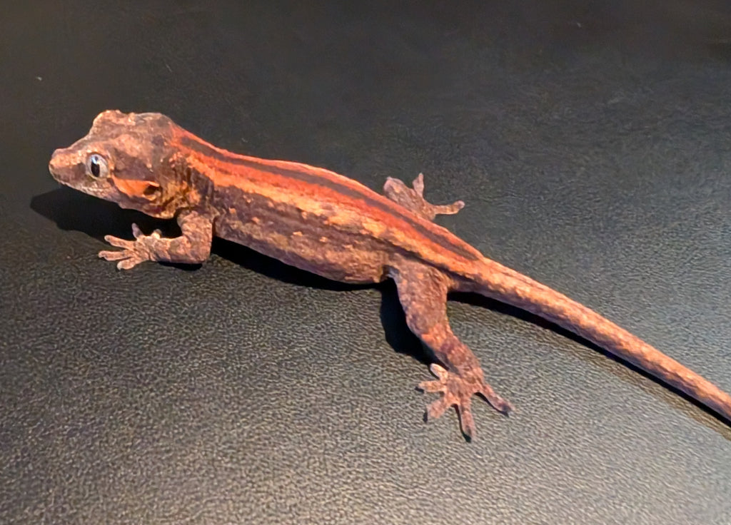 Red Stripe Gargoyle Gecko (Jody)