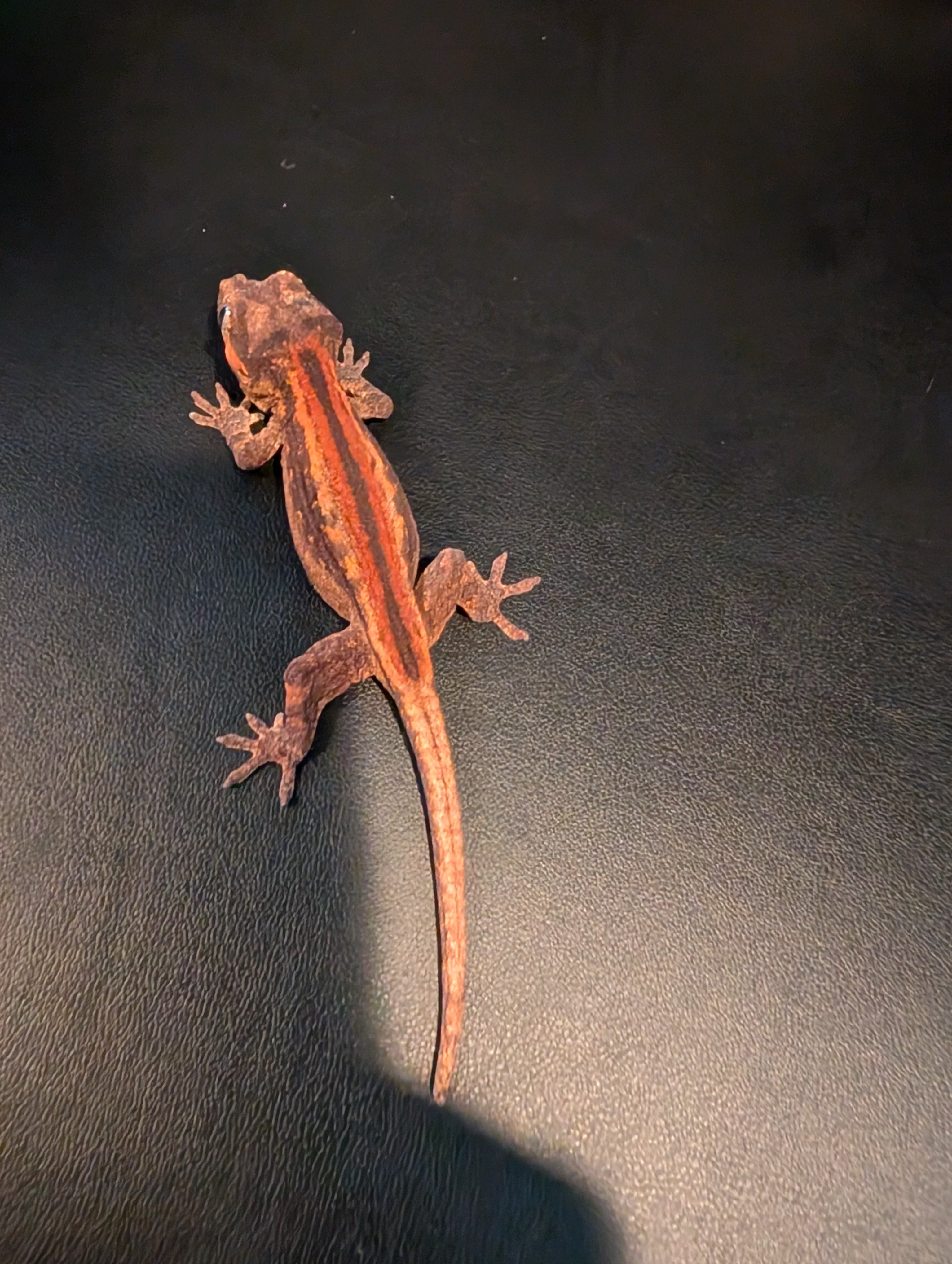 Red Stripe Gargoyle Gecko (Jody)