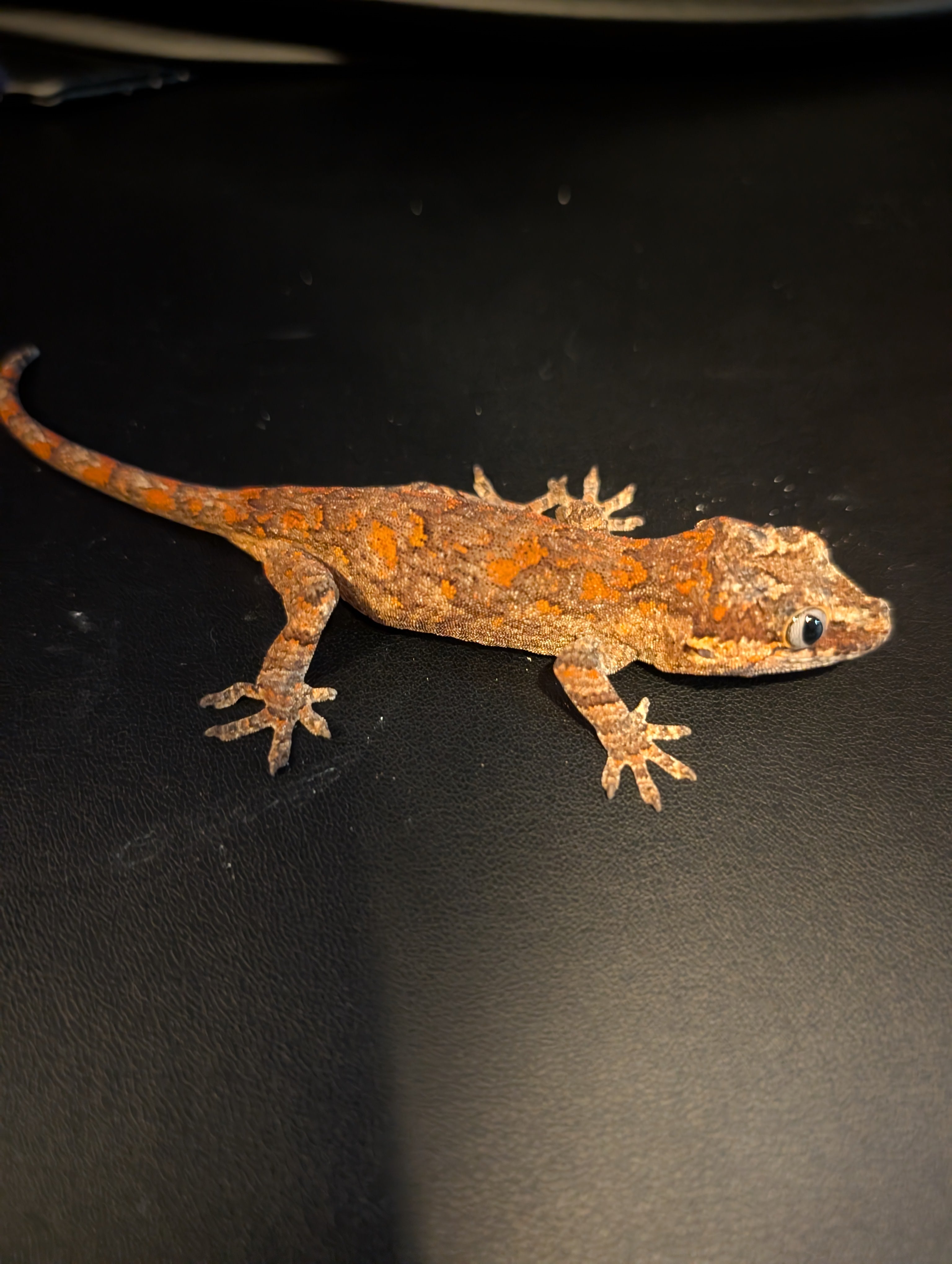 Chunk - Red/Orange Blotch | Gargoyle Gecko - 10gs