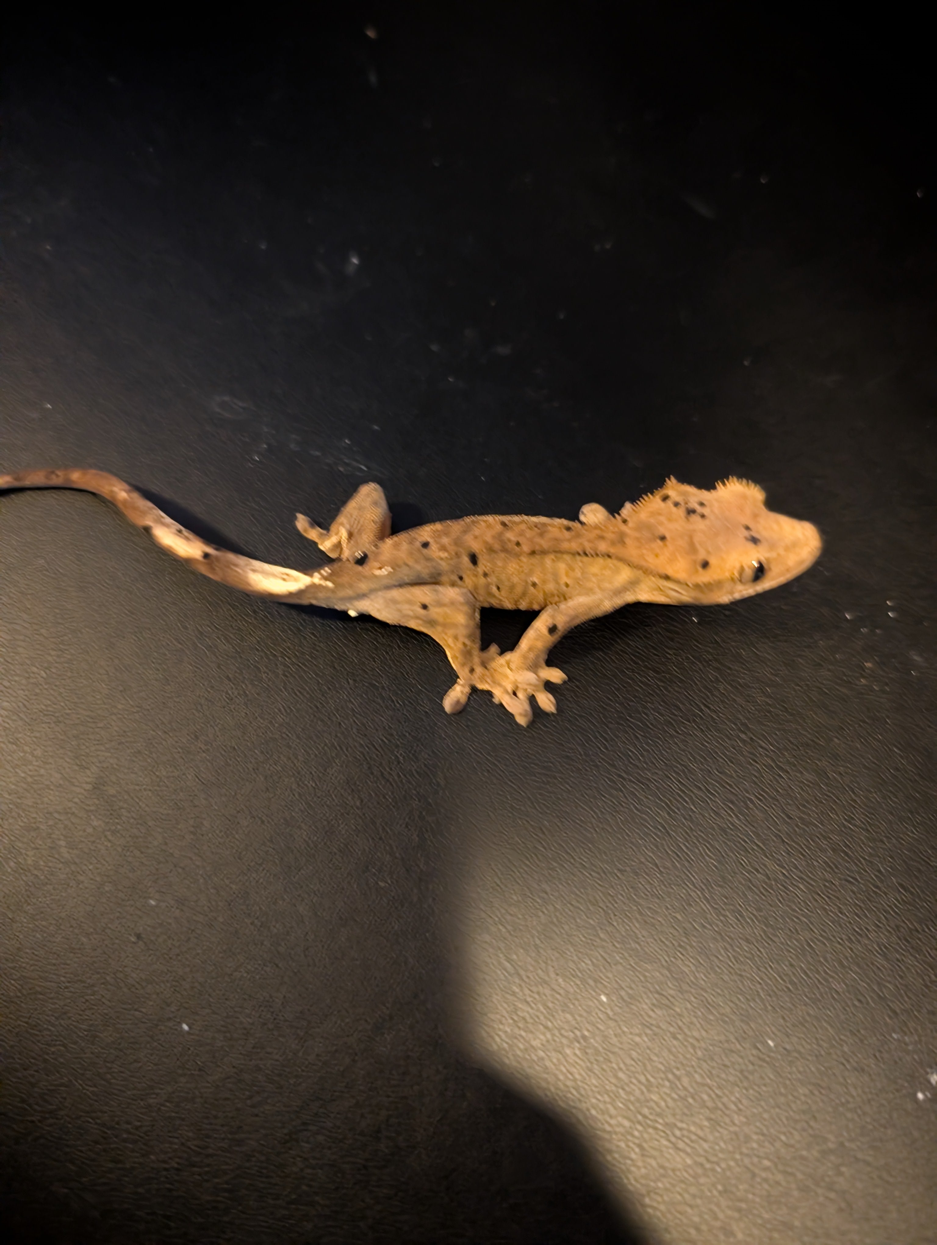 Dominick - Crested Gecko - Dalmation