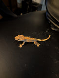 Pumpkin - Crested Gecko - 6gs