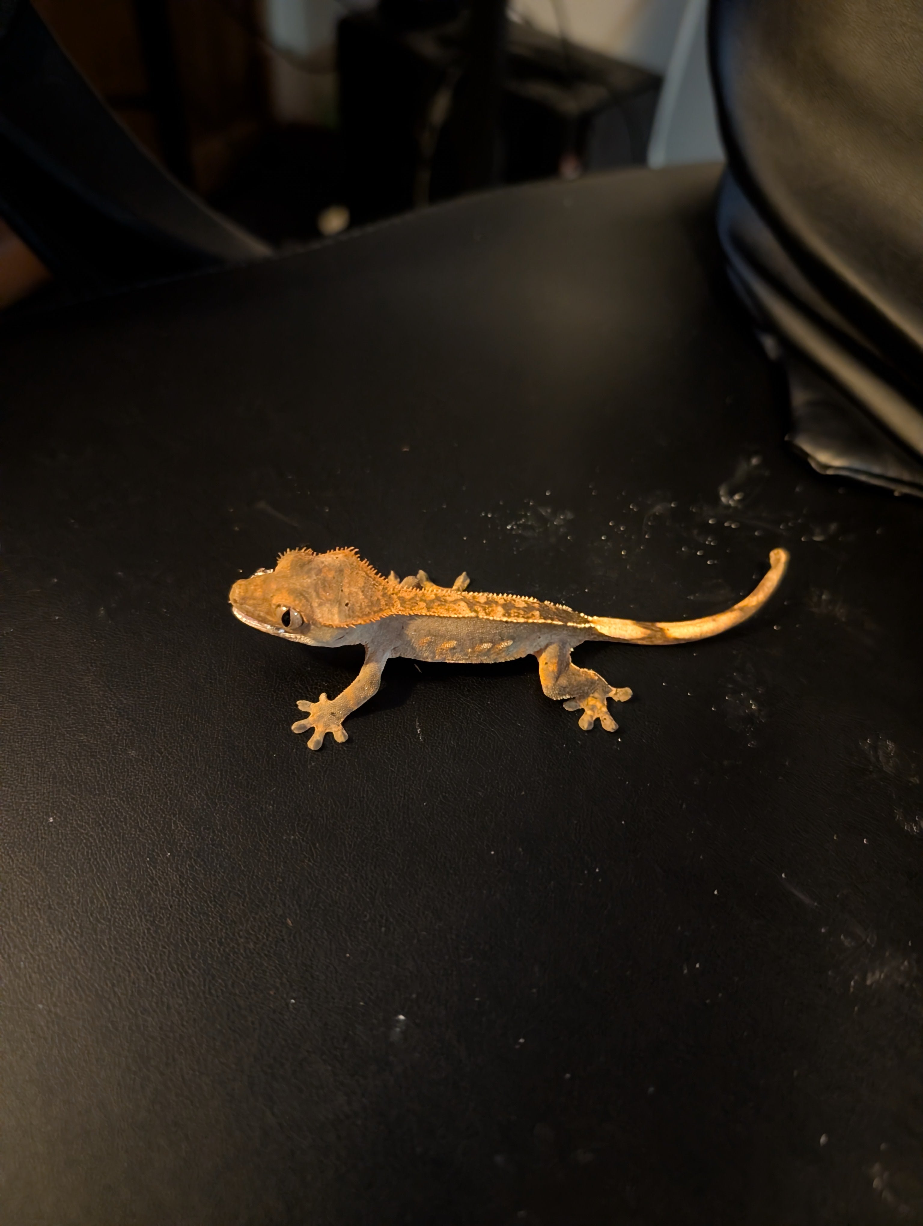 Pumpkin - Crested Gecko - 6gs