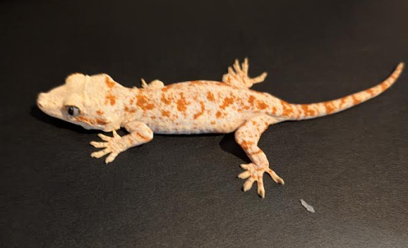 Charizard - Orange Blotch Unsexed