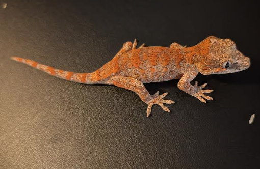Blumpf - Red/Orange Blotch (Tiki's Deadpool lineage)